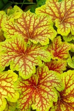 Red Lightning Heuchera - 5 Pack Quart Pots