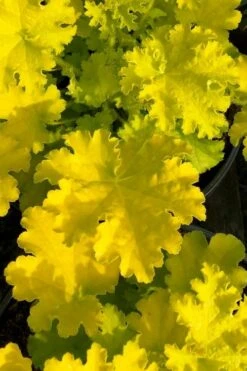 Twist Of Lime Heuchera (Coral Bells ) - 10 Pack Of Quart Pots