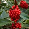 Wirt L. Winn Holly (Ilex X Koehneana) - 3 Gallon Pot