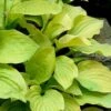 August Moon Hosta Lily - 1 Gallon Pot