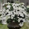 Fairytrail Bride Cascade Hydrangea - 3 Gallon Pot