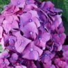 Let's Dance 'Big Band' Dwarf Hydrangea - 3 Gallon Pot
