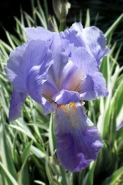 Zebra Variegated Sweet Iris (Iris Pallida 'Albo Variegata') - 1 Gallon Pot