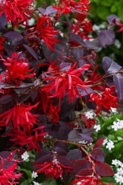 Ever Red Loropetalum (Chinese Fringeflower) - 2 Gallon Pot