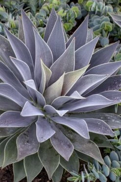 Lavender Lady Mangave - 1 Gallon Pot