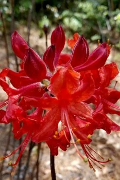 Radiant Red Aromi Azalea (Rhododendron Hybrid) - 2 Gallon Pot