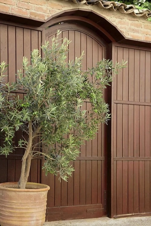 Arbequina Olive Tree - 3 Gallon Pot - Image 5