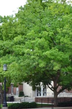 Chestnut Oak Tree (Quercus Prinus) - 3 Gallon Pot