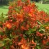 Smitty's Orange Crush Native Azalea (Rhododendron X) - 3 Gallon Pot