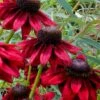 Cherry Brandy Rudbeckia (Black Eyed Susan) - 10" Patio Pot
