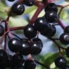 American Elderberry (Sambucus Nigra Canadensis) - 3 Gallon Pot