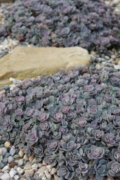 Blue Elf Sedum (Sedum X Sedoro) - 5 Pack Of 4" Pots