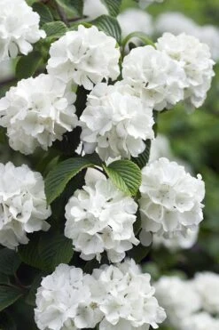 Japanese Snowball Bush (Viburnum Plicatum) - 2 Gallon Pot