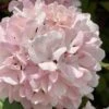Kern's Pink Snowball Viburnum Bush - 2 Gallon Pot