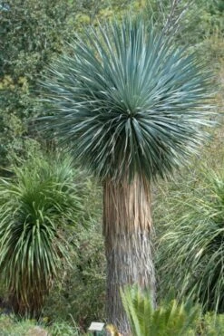 Big Bend Yucca Rostrata - 3 Gallon Pot
